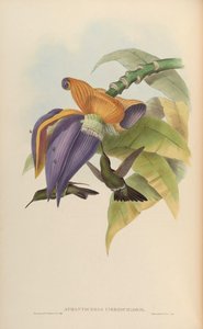 Aphantochroa cirrochloris de John Gould